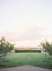 Садовий газон з вишневими деревами — стокове фото