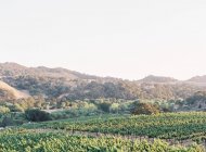 Vignobles poussant dans les champs — Photo de stock