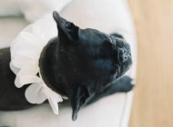 Cute black french bulldog — Stock Photo