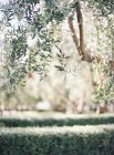 Оливкове дерево гілок — стокове фото