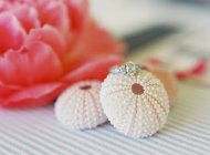 Elegant wedding ring on sea urchin shell — Stock Photo