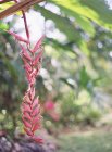 Fiore esotico che cresce su pianta — Foto stock
