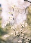 Flor de árbol frutal - foto de stock