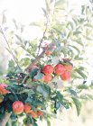 Яблука, що ростуть на дереві — стокове фото