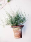 Plante verte en pot — Photo de stock