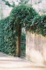 Metal gate in stone wall with ivy vines — Stock Photo