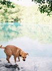 Собака ходить біля озера — стокове фото