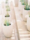 Plantas de cacto em vasos — Fotografia de Stock