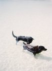 Собаки купаются в озере — стоковое фото