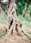 Дерево с колючими корнями — стоковое фото