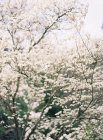 Fruit tree blossom — Stock Photo
