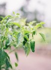 Зелений перець рослина з фруктами — стокове фото