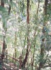Rigoglioso boschetto di alberi durante il giorno — Foto stock