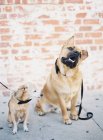 Hunde mit Halsbändern sitzen zusammen — Stockfoto