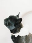 Carino nero francese bulldog — Foto stock