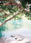 Удаленное озеро с пышной растительностью — стоковое фото