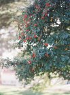 Canneberges poussant sur l'arbre — Photo de stock