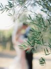 Ветвь зеленого оливкового дерева — стоковое фото