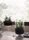 Plantas em garrafas de vidro no parapeito da janela — Fotografia de Stock