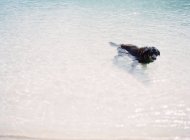 Собака плаває в озері — стокове фото