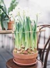 Potted narcissus plants — Stock Photo