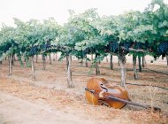 Beautiful wine orchard — Stock Photo