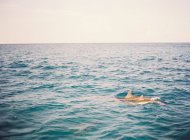 Delfines mulares nadando en el océano - foto de stock