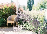 Giardino con fiori e vegetazione lussureggiante — Foto stock