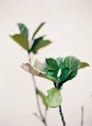 Tree branch with green leaves — Stock Photo