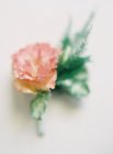 Рожева квітка з листям — стокове фото