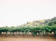 Beautiful wine orchard at daytime — Stock Photo