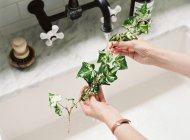 Жінка миє гілку плюща — стокове фото