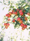 Pommes poussant sur l'arbre — Photo de stock