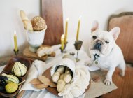 Table with french bulldog sitting on — Stock Photo