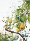 Pears growing on tree — Stock Photo