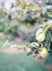 Lemon tree branch with lemon fruits — Stock Photo
