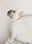 Branco francês bulldog sentado — Fotografia de Stock