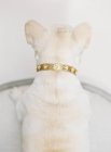 Bianco bulldog francese in piedi — Foto stock
