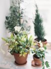 Green plants in pots — Stock Photo