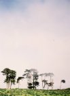 Деревья на холме в тумане — стоковое фото