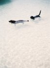 Собаки плавають в озері — стокове фото