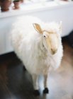 Schafe Stofftier auf dem Boden — Stockfoto