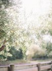 Zweige von Olivenbäumen — Stockfoto