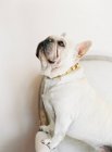 Bianco bulldog francese seduto — Foto stock
