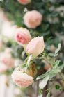 Ligh pink roses — Stock Photo