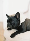 Lindo negro francés bulldog - foto de stock