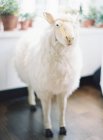 Овцы мягкая игрушка на полу — стоковое фото