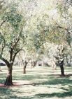 Olive Grove дерев — стокове фото
