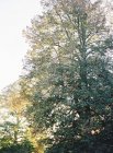 Baum wächst auf dem Land — Stockfoto