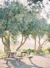 Olivenbäume auf einem Hügel gepflanzt — Stockfoto